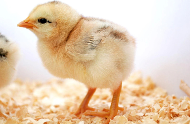 An ideal chick.PNG